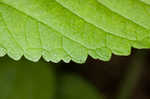 Smallspike false nettle